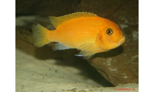 Metriaclima estherae